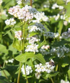 Honeybee on Buckwheat  Blossoms